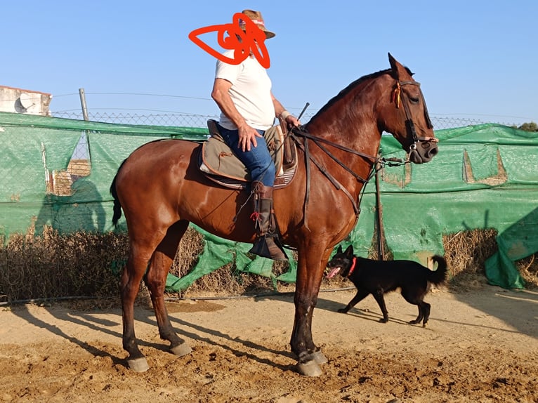 PRE Mix Klacz 17 lat 163 cm Gniada in La Coronada