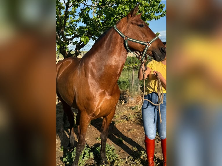 PRE Mix Klacz 17 lat 163 cm Gniada in La Coronada