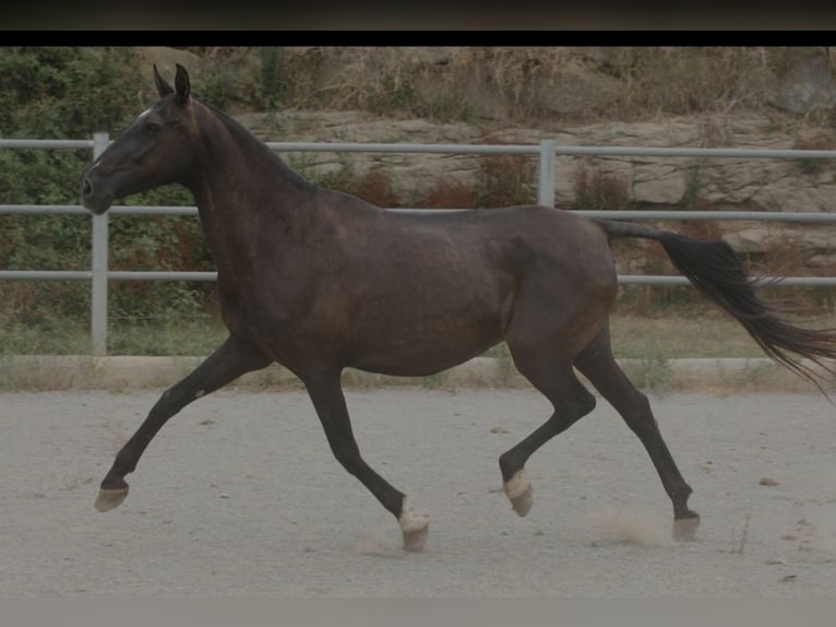 PRE Mix Klacz 17 lat 164 cm Kara in Olvan