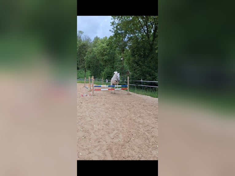 PRE Mix Klacz 18 lat 150 cm Siwa w hreczce in Paderborn