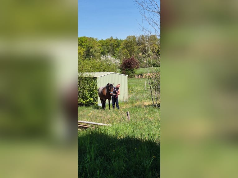 PRE Mix Klacz 19 lat 158 cm Kasztanowatodereszowata in Marloffstein