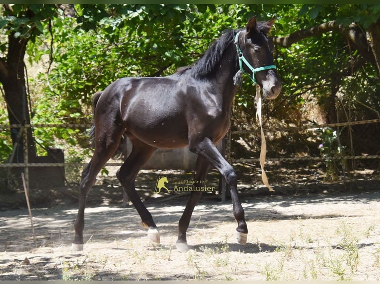 PRE Klacz 1 Rok 137 cm Kara in Provinz Cordoba