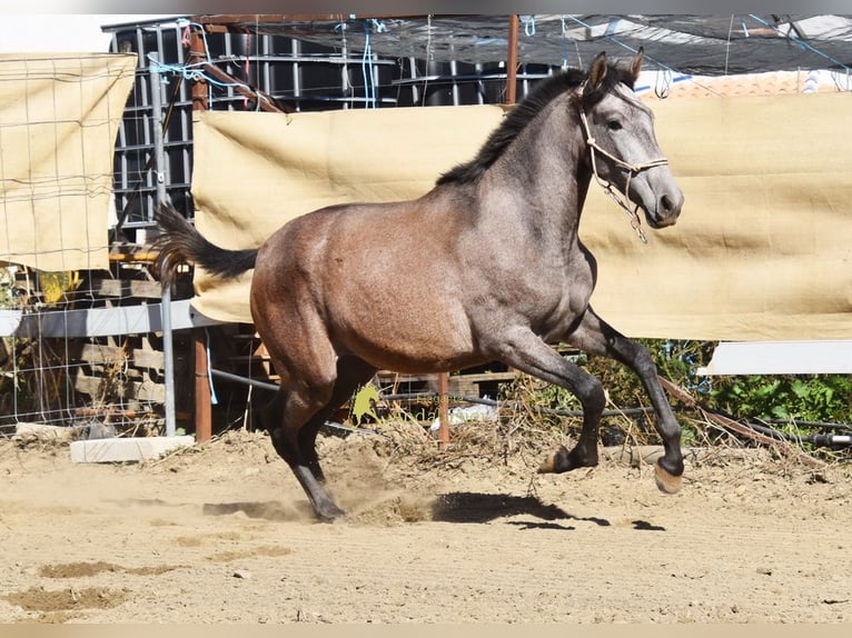 PRE Klacz 1 Rok 155 cm Siwa in Provinz Granada
