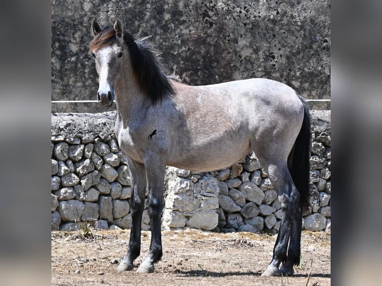 PRE Klacz 1 Rok 156 cm Siwa in Mallorca