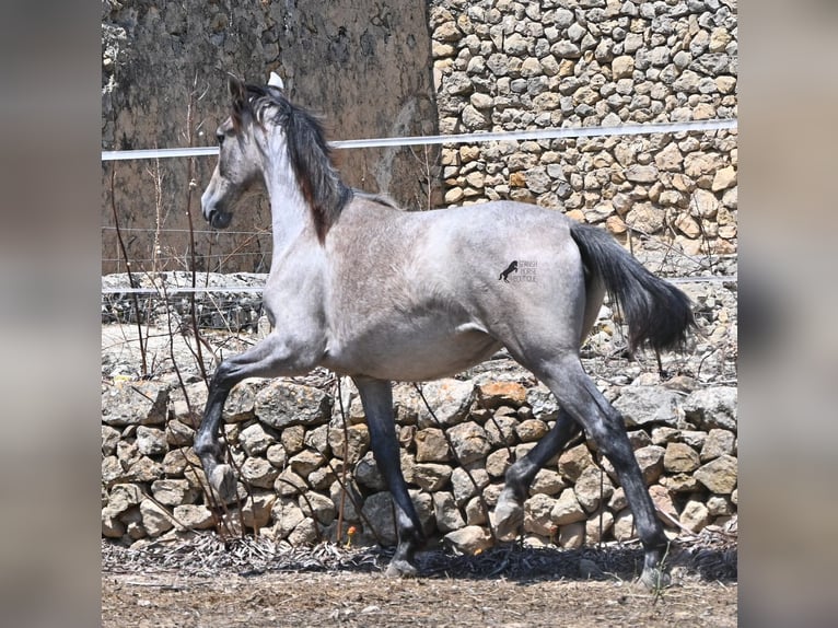 PRE Klacz 1 Rok 156 cm Siwa in Mallorca