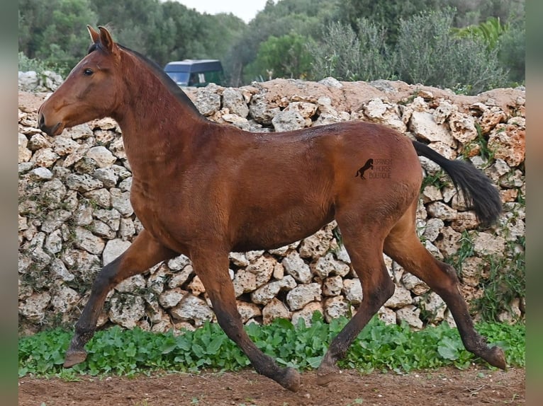 PRE Mix Klacz 1 Rok 160 cm Gniada in Menorca