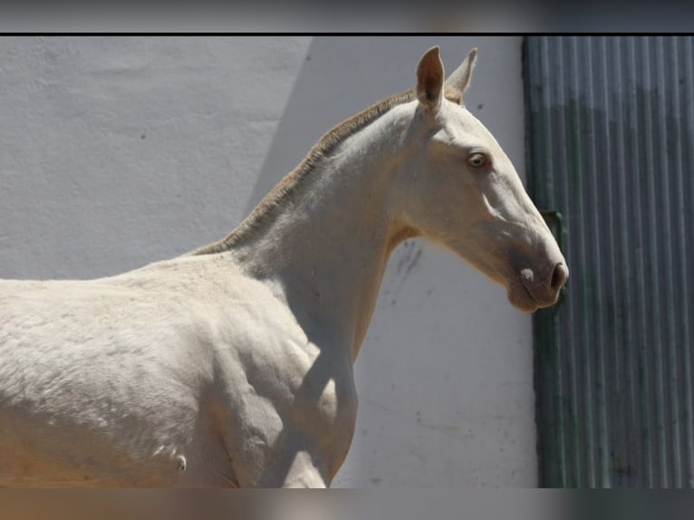 PRE Mix Klacz 1 Rok 163 cm Cremello in Colonia Rosal, La (Berga)