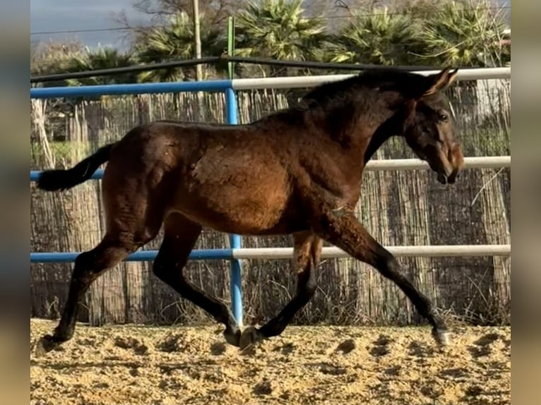 PRE Mix Klacz 1 Rok 167 cm Gniada in Fuentes De Andalucia