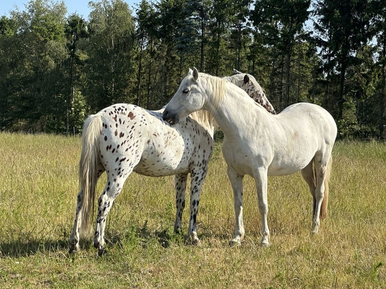 PRE Klacz 23 lat 155 cm Biała in Fredensborg