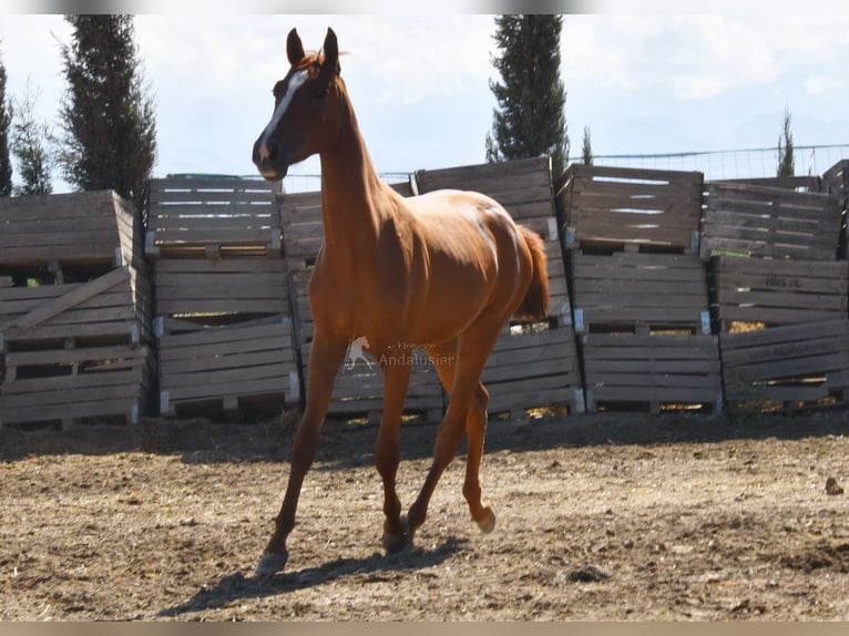 PRE Klacz 2 lat 149 cm Kasztanowata in Provinz Granada