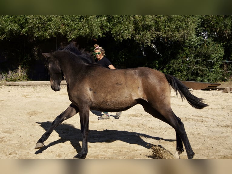 PRE Mix Klacz 2 lat 150 cm Siwa in Tarifa