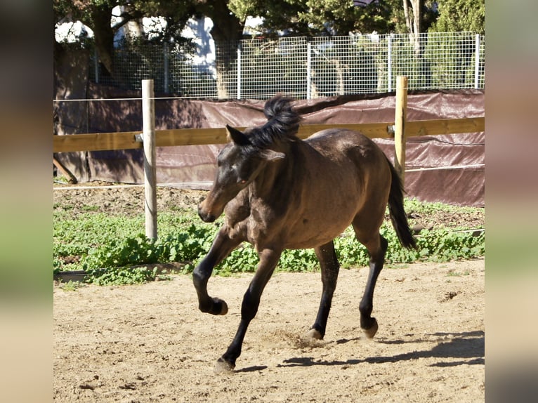 PRE Mix Klacz 2 lat 150 cm Siwa in Tarifa