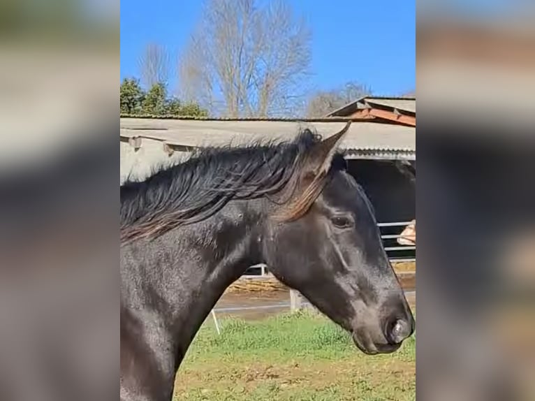 PRE Klacz 2 lat 154 cm Kara in DUFFORT