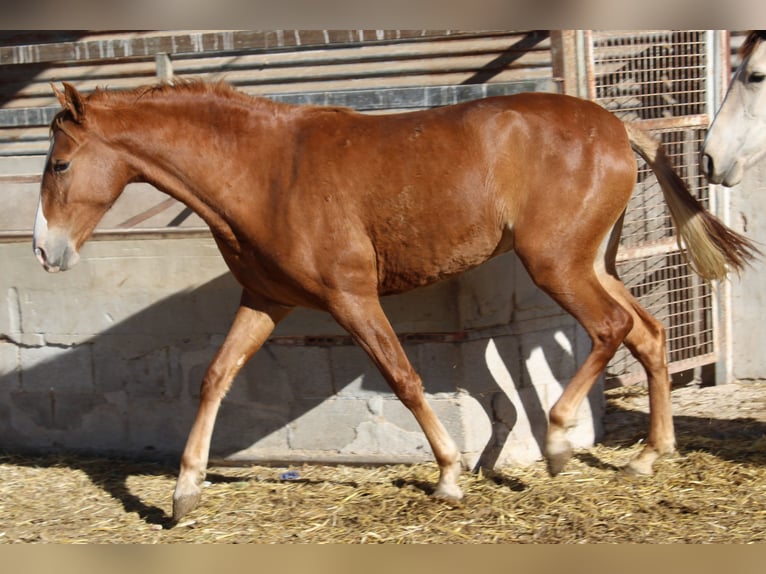 PRE Klacz 2 lat 154 cm Kasztanowata in Rafelguaraf