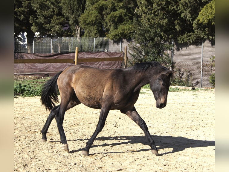 PRE Klacz 2 lat 154 cm Siwa in Tarifa