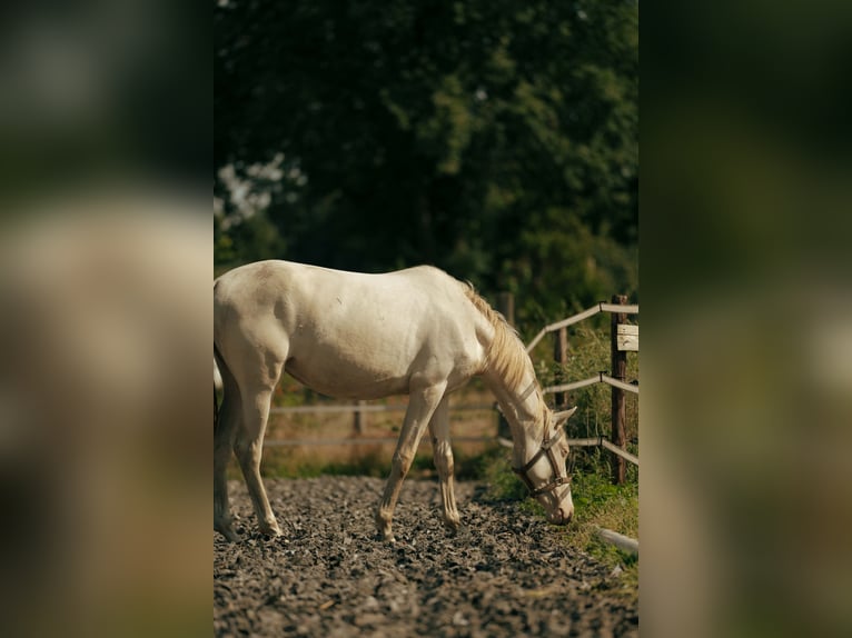 PRE Klacz 2 lat 155 cm Perlino in Bourtange