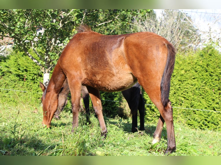 PRE Klacz 2 lat 157 cm Gniada in Ortigueira