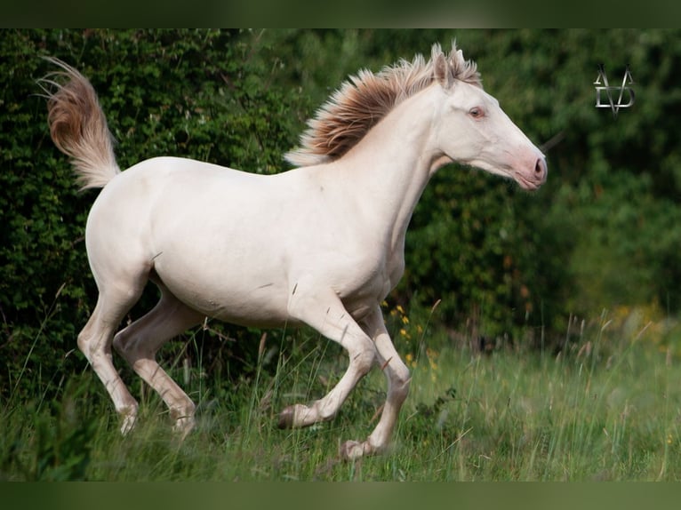 PRE Klacz 2 lat 158 cm Cremello in La Vespière-Friardel