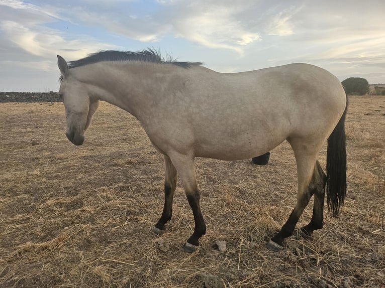 PRE Klacz 2 lat 160 cm Bułana in Pedrezuela PRE Klacz 2 lat 160 cm Bułana in Pedrezuela