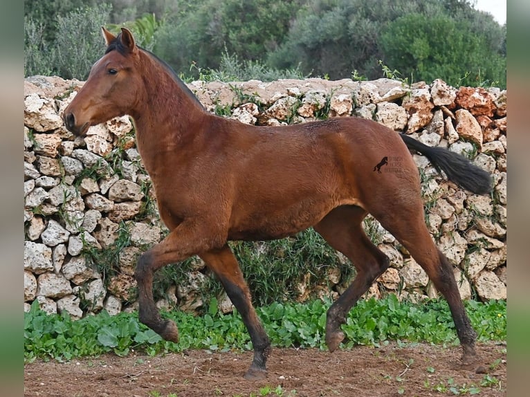 PRE Klacz 2 lat 160 cm Gniada in Menorca