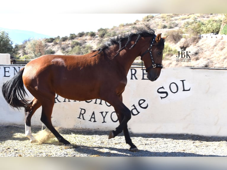 PRE Klacz 2 lat 161 cm Gniada in Tabernas Almeria