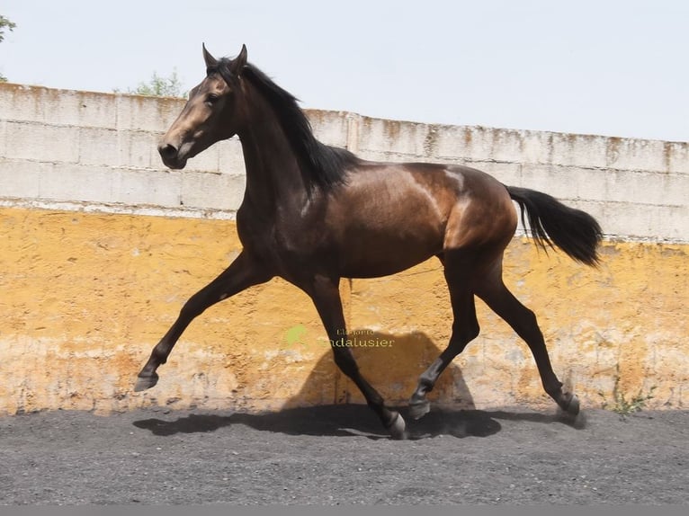 PRE Klacz 2 lat 162 cm Bułana in Provinz Granada