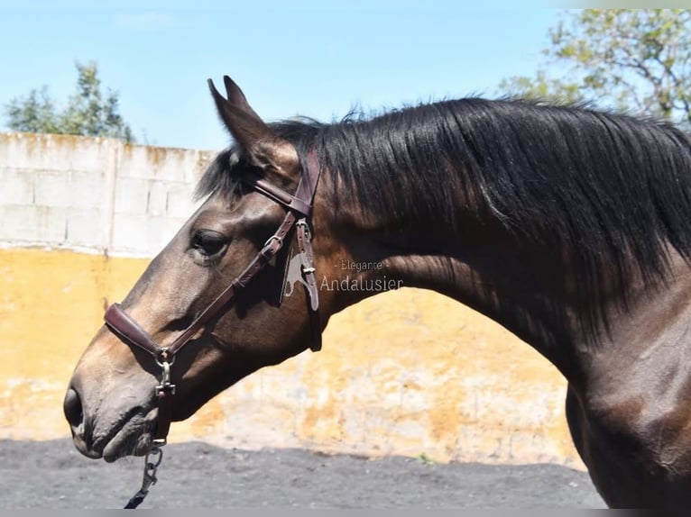PRE Klacz 2 lat 162 cm Bułana in Provinz Granada