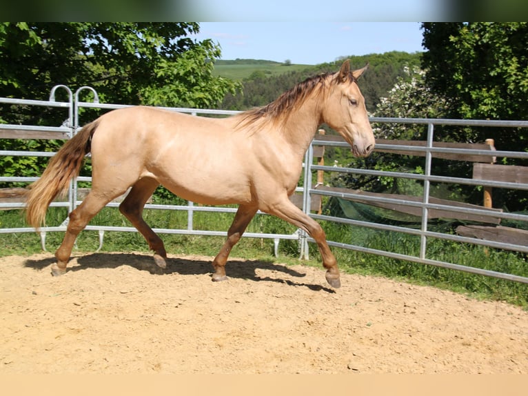 PRE Mix Klacz 2 lat 164 cm Perłowa in Brauweiler