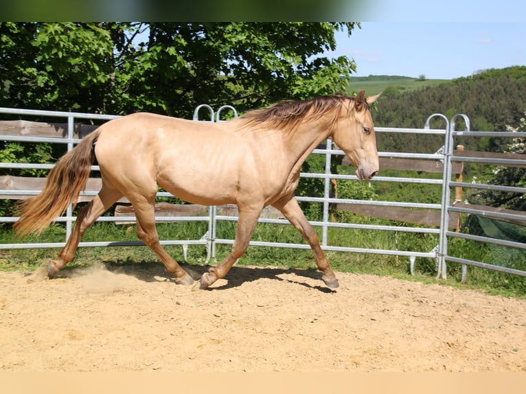 PRE Mix Klacz 2 lat 164 cm Perłowa in Brauweiler