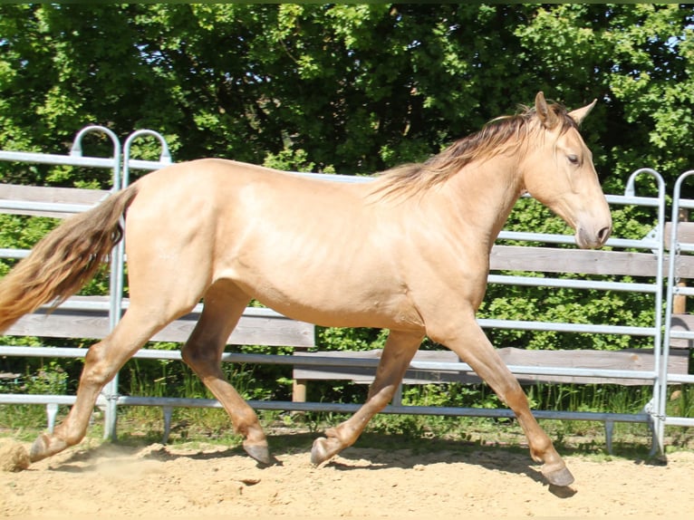 PRE Mix Klacz 2 lat 164 cm Perłowa in Brauweiler