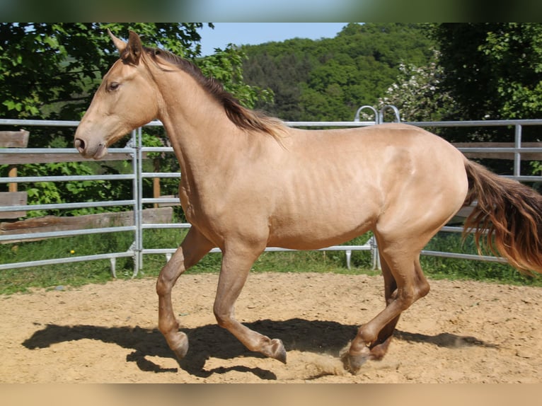 PRE Mix Klacz 2 lat 164 cm Perłowa in Brauweiler