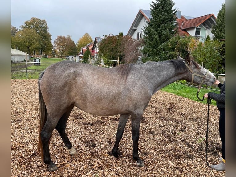 PRE Mix Klacz 2 lat 164 cm Siwa in Nerenstetten