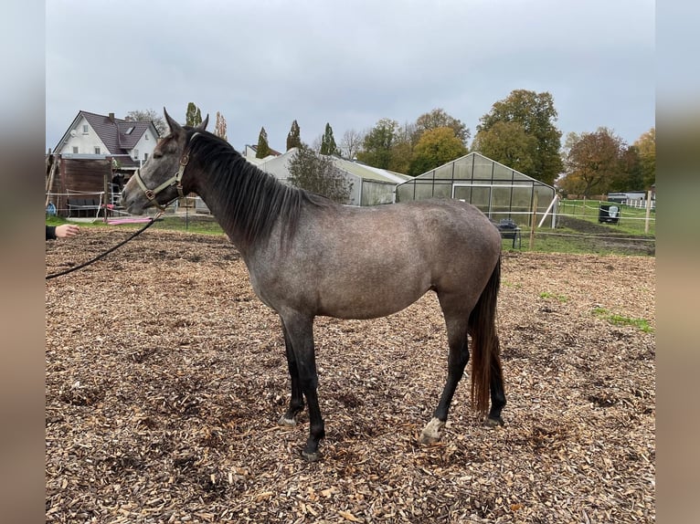 PRE Mix Klacz 2 lat 164 cm Siwa in Nerenstetten