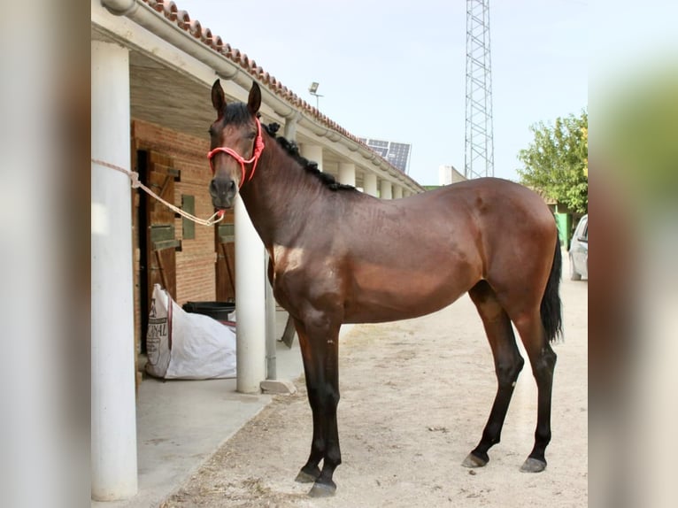 PRE Klacz 2 lat 165 cm Gniada in Zaragoza