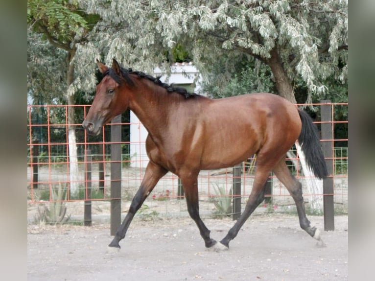 PRE Klacz 2 lat 165 cm Gniada in Zaragoza