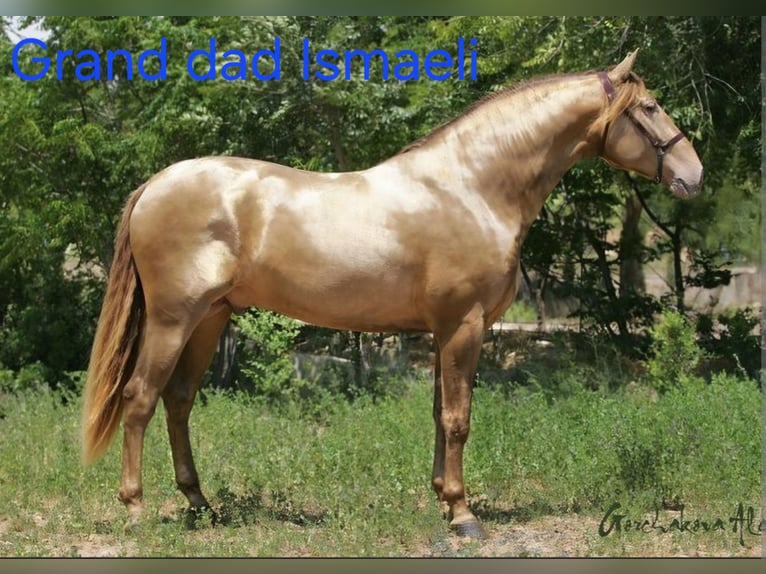 PRE Klacz 2 lat 165 cm Perlino in Tábor