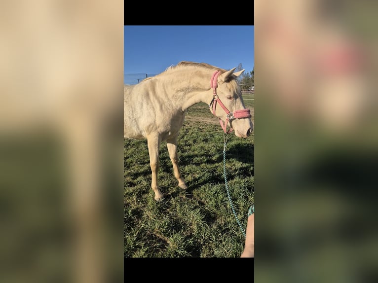 PRE Klacz 2 lat 165 cm Perlino in Tábor