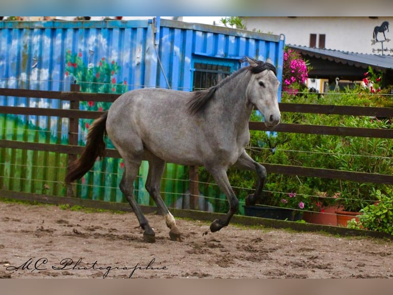 PRE Klacz 2 lat 165 cm Siwa in Brandis