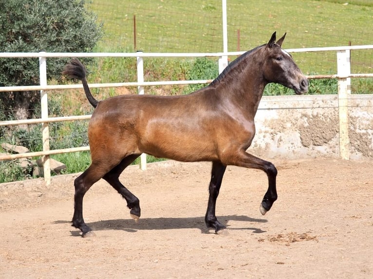 PRE Mix Klacz 2 lat 165 cm Siwa in Navas Del Madroño