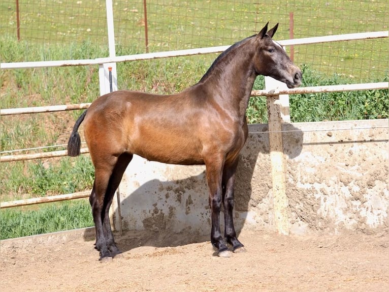 PRE Mix Klacz 2 lat 165 cm Siwa in Navas Del Madroño