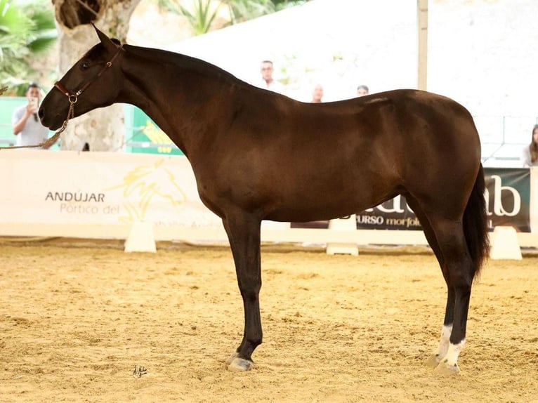 PRE Mix Klacz 2 lat 170 cm Kara in Navas Del Madro&#xF1;o
