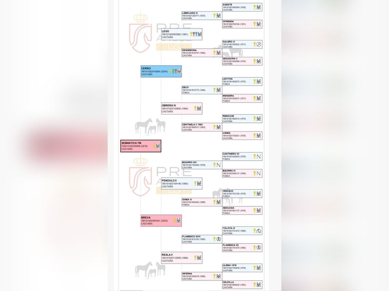 PRE Mix Klacz 2 lat Jasnogniada in Villanueva Rio Segura