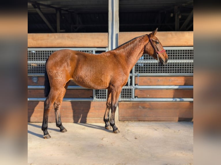 PRE Mix Klacz 2 lat  in CAUMONT