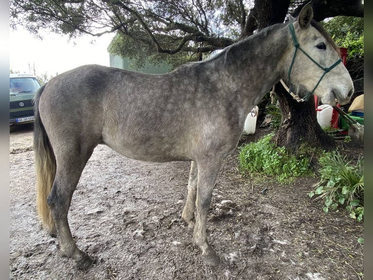 PRE Mix Klacz 3 lat 150 cm Siwa in Tarifa