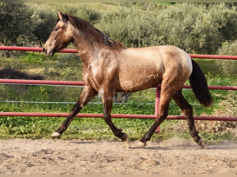 PRE Klacz 3 lat 151 cm Siwa in Provinz Malaga