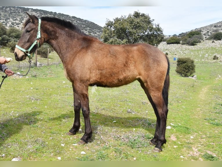PRE Klacz 3 lat 154 cm Bułana in Provinz Granada