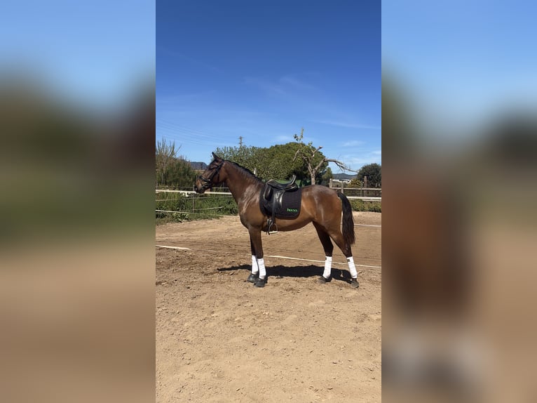 PRE Mix Klacz 3 lat 158 cm Ciemnogniada in Gava