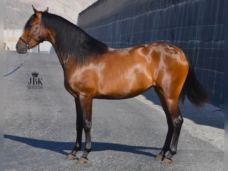 PRE Klacz 3 lat 158 cm Gniada in Tabernas Almeria