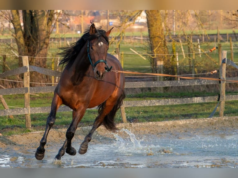 PRE Mix Klacz 3 lat 158 cm Gniada in Welden