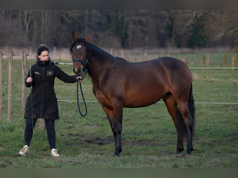PRE Mix Klacz 3 lat 158 cm Gniada in Welden